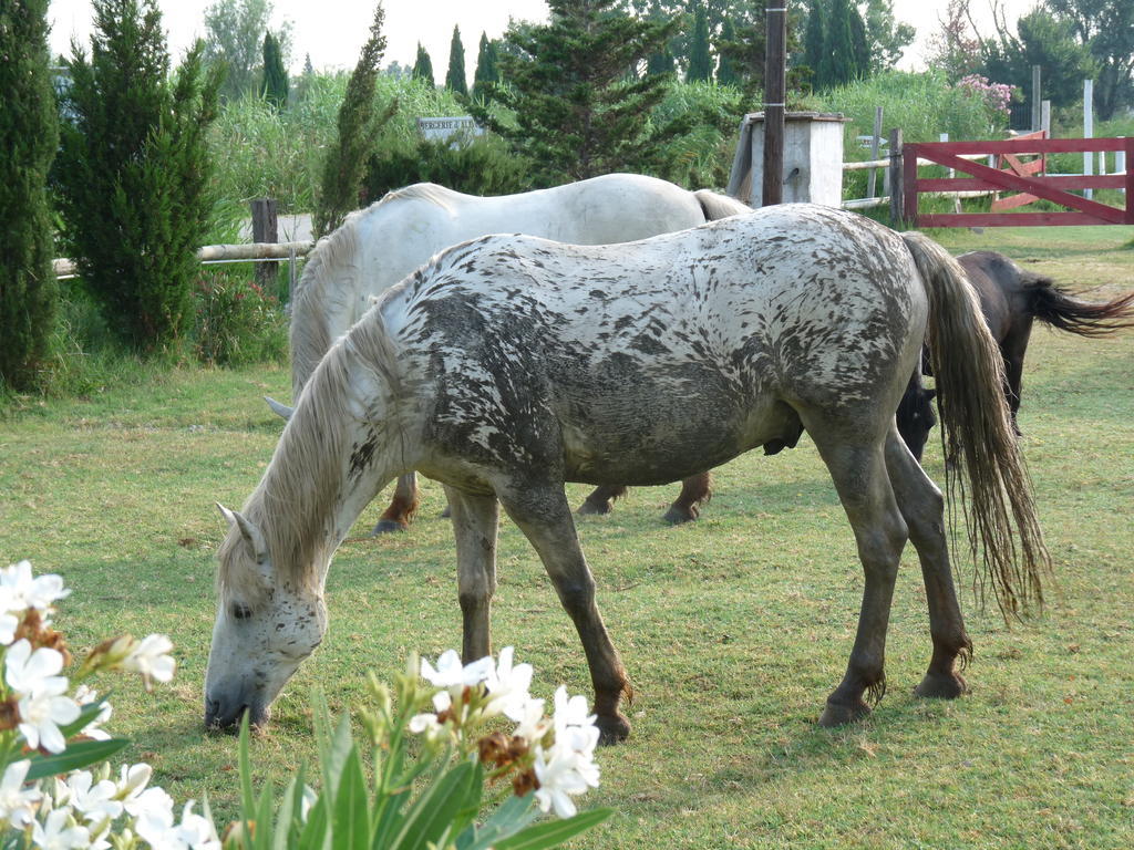 Bed and Breakfast Bergerie d'Alivon en Camargue Albaron Exterior foto