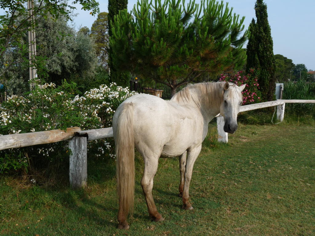 Bed and Breakfast Bergerie d'Alivon en Camargue Albaron Exterior foto